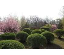 自家苗圃低價(jià)批發(fā)紅葉石楠球，優(yōu)質(zhì)綠化工程景觀苗木盆栽，成活率高——瀏陽(yáng)市柏加鎮(zhèn)文凱苗圃產(chǎn)品推薦